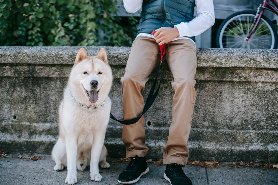 茶色と白の犬の横に立っている灰色の長袖シャツと茶色のズボンの人 無料の写真素材