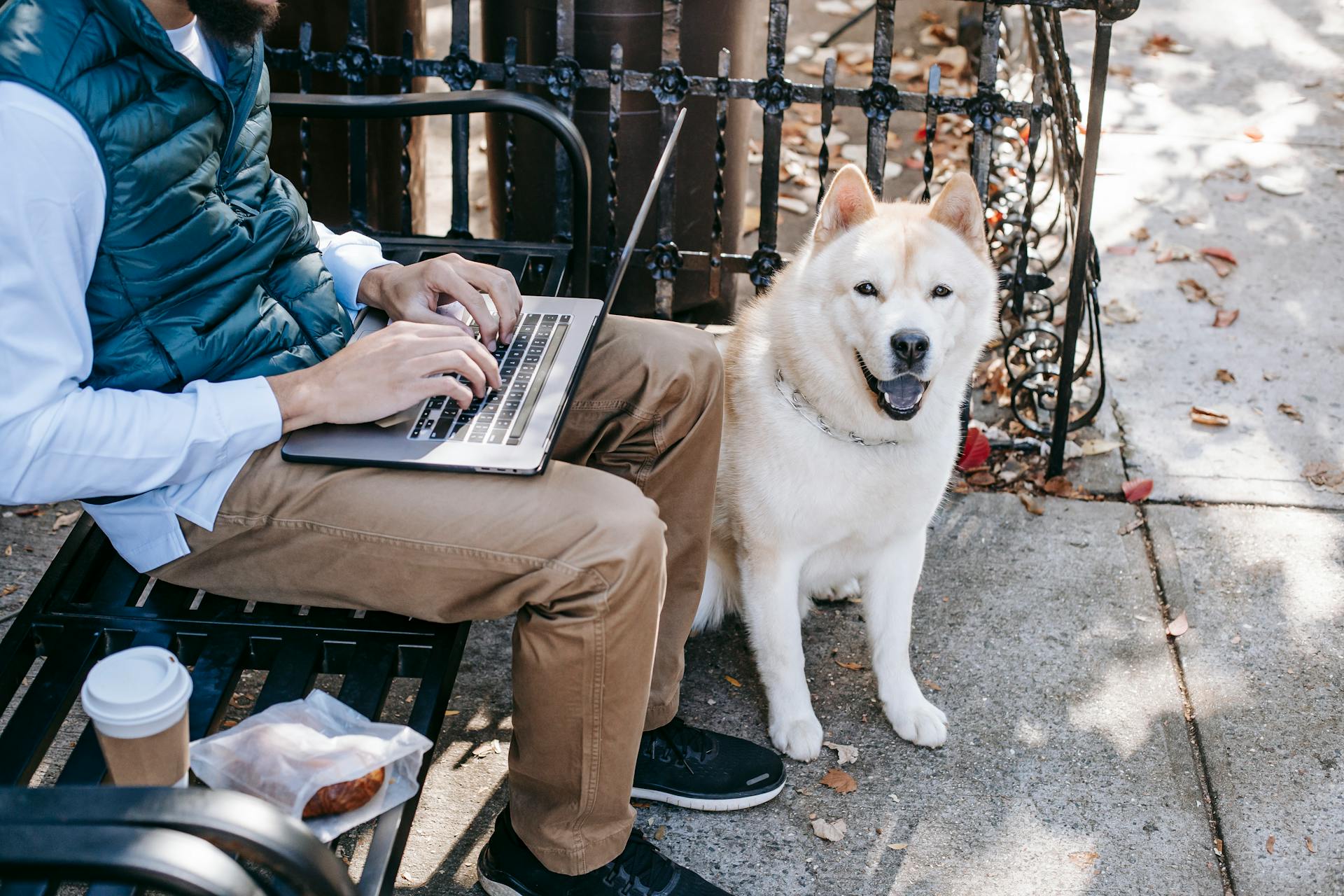 Akita Inu sitting near man freelancer on street