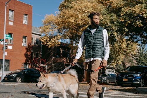From below of serious African American man in casual clothes walking on city street with Akita Inu and looking away in sunny day