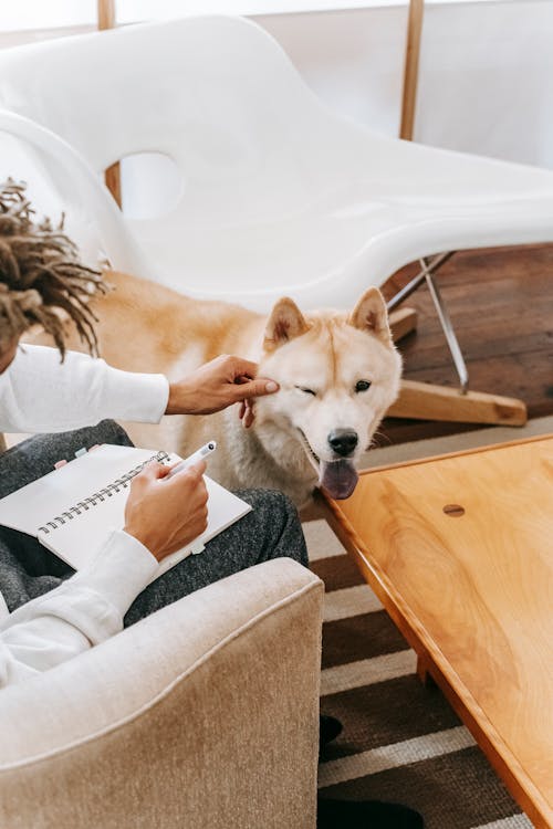 Man sitting on armchair and stroking Akita Inu