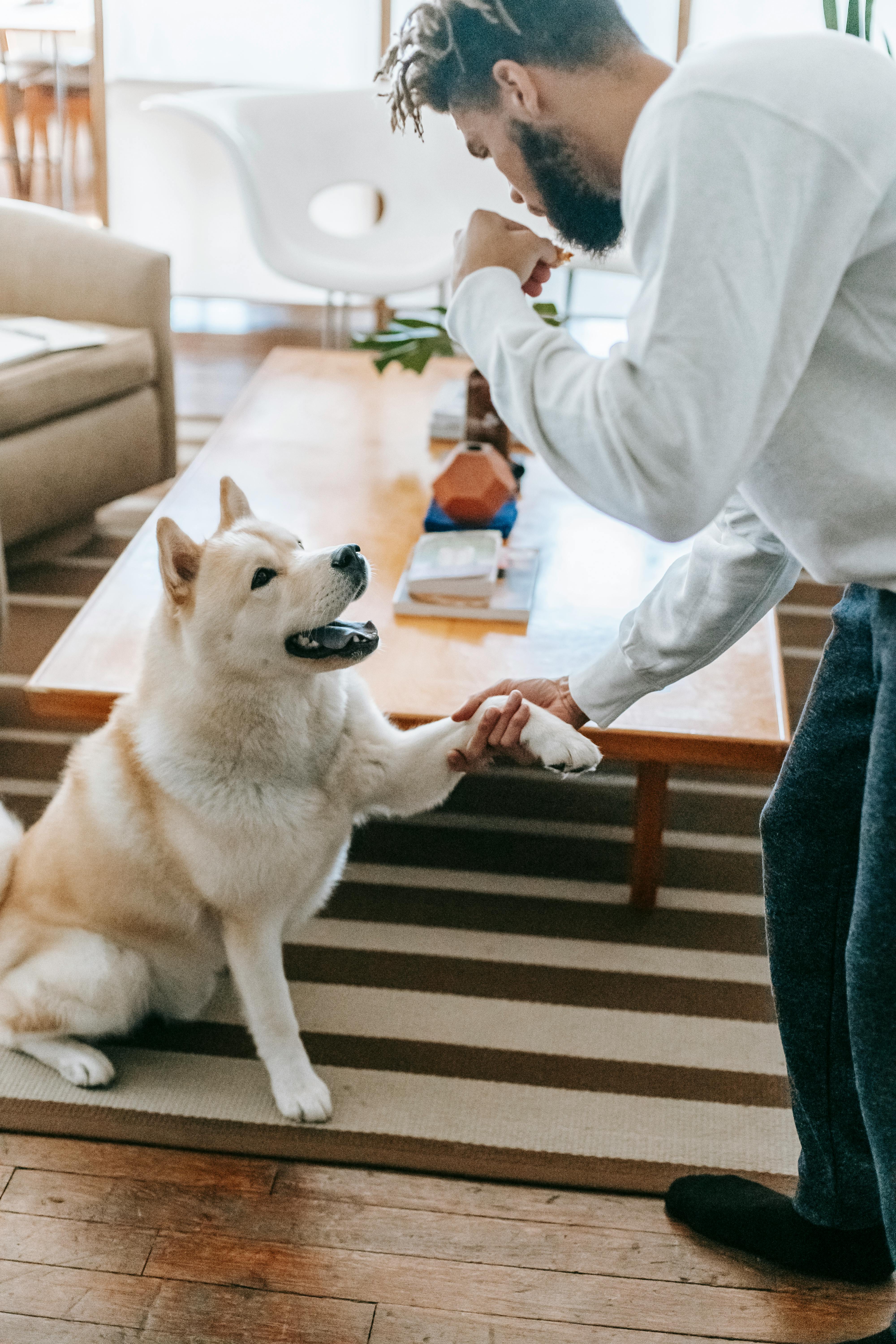 man training akita inu at home