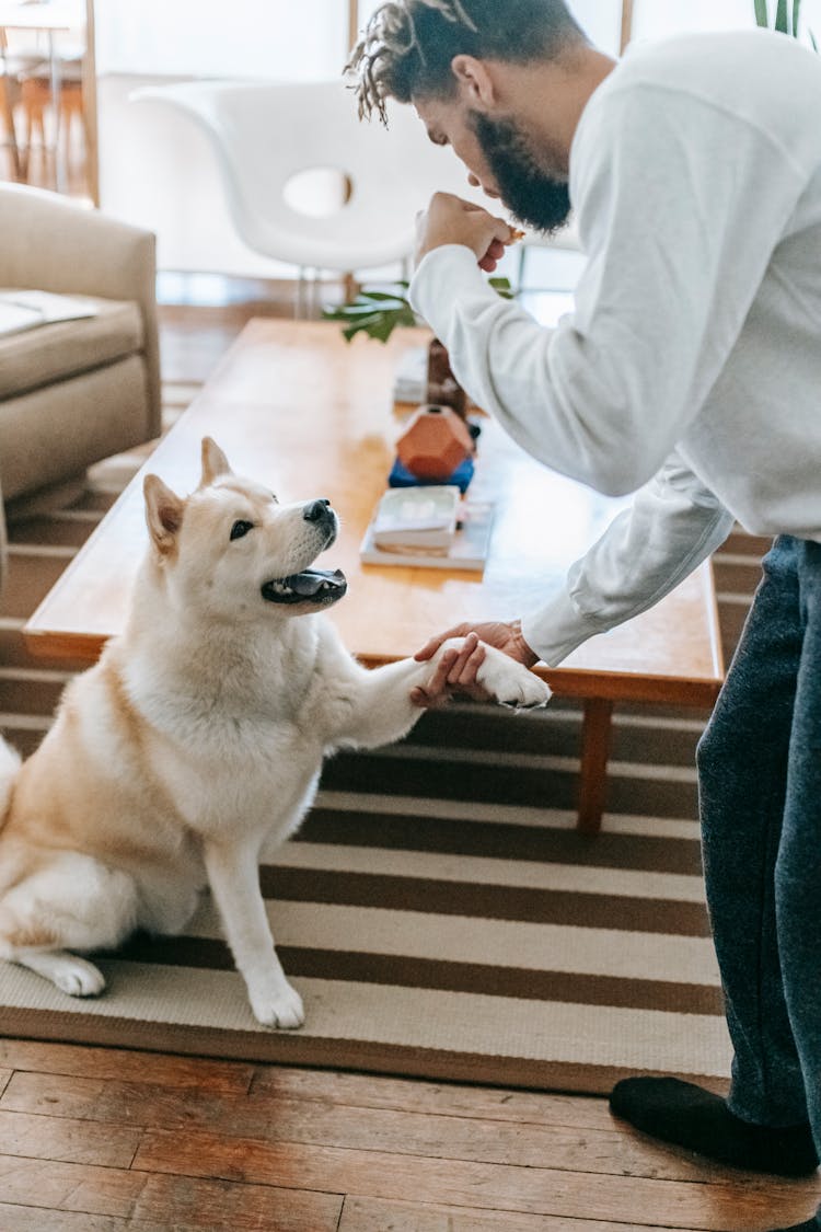 Man Training Akita Inu At Home