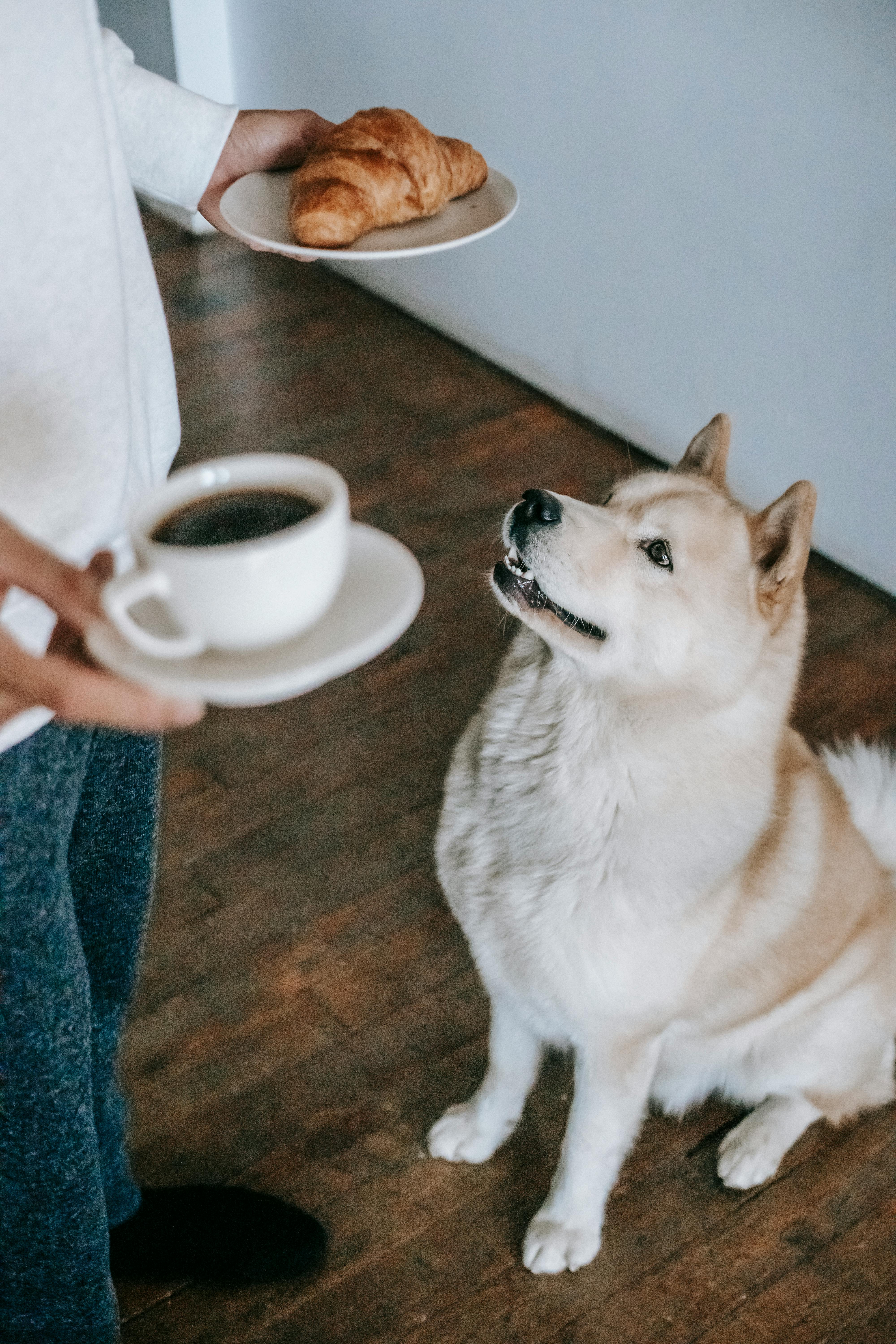 akita inu looking at plate with croissant in hand of owner