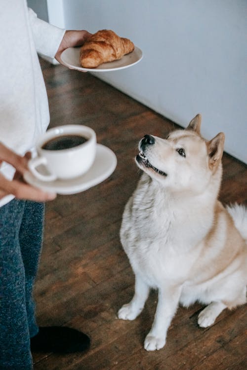 From above of Akita Inu sitting on floor and looking at plate with croissant in hand of man in apartment