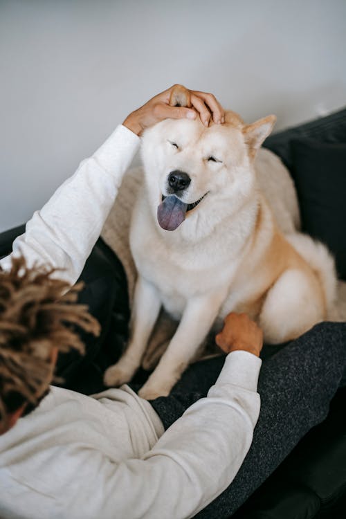 High angle of ethnic male in casual clothes stroking obedient Akita Inu with tongue out in apartment