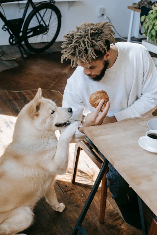 Free Akita Inu sitting near black man with croissant in hand Stock Photo