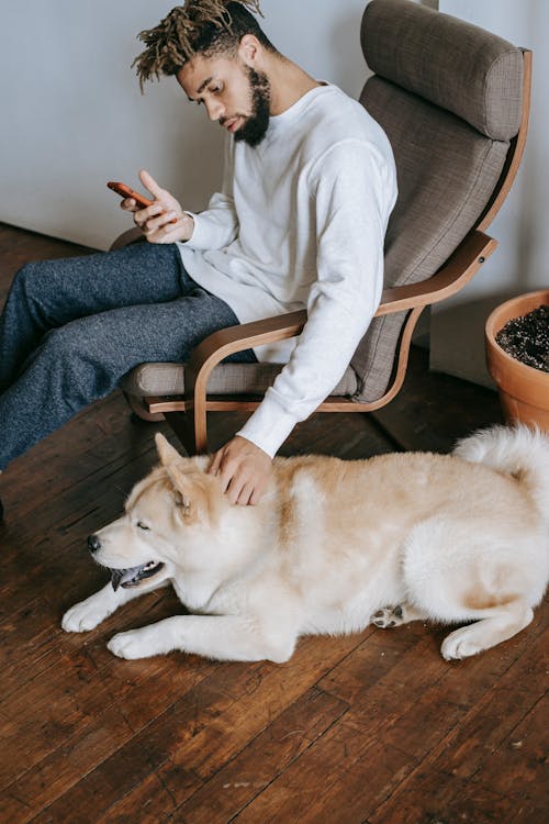 Thoughtful African American man in casual clothes using smartphone and stroking Akita Inu while sitting on comfortable armchair in apartment in daytime