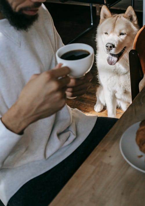 Akita Inu sitting and looking at crop ethnic man in casual clothes sitting at table and drinking cup of coffee
