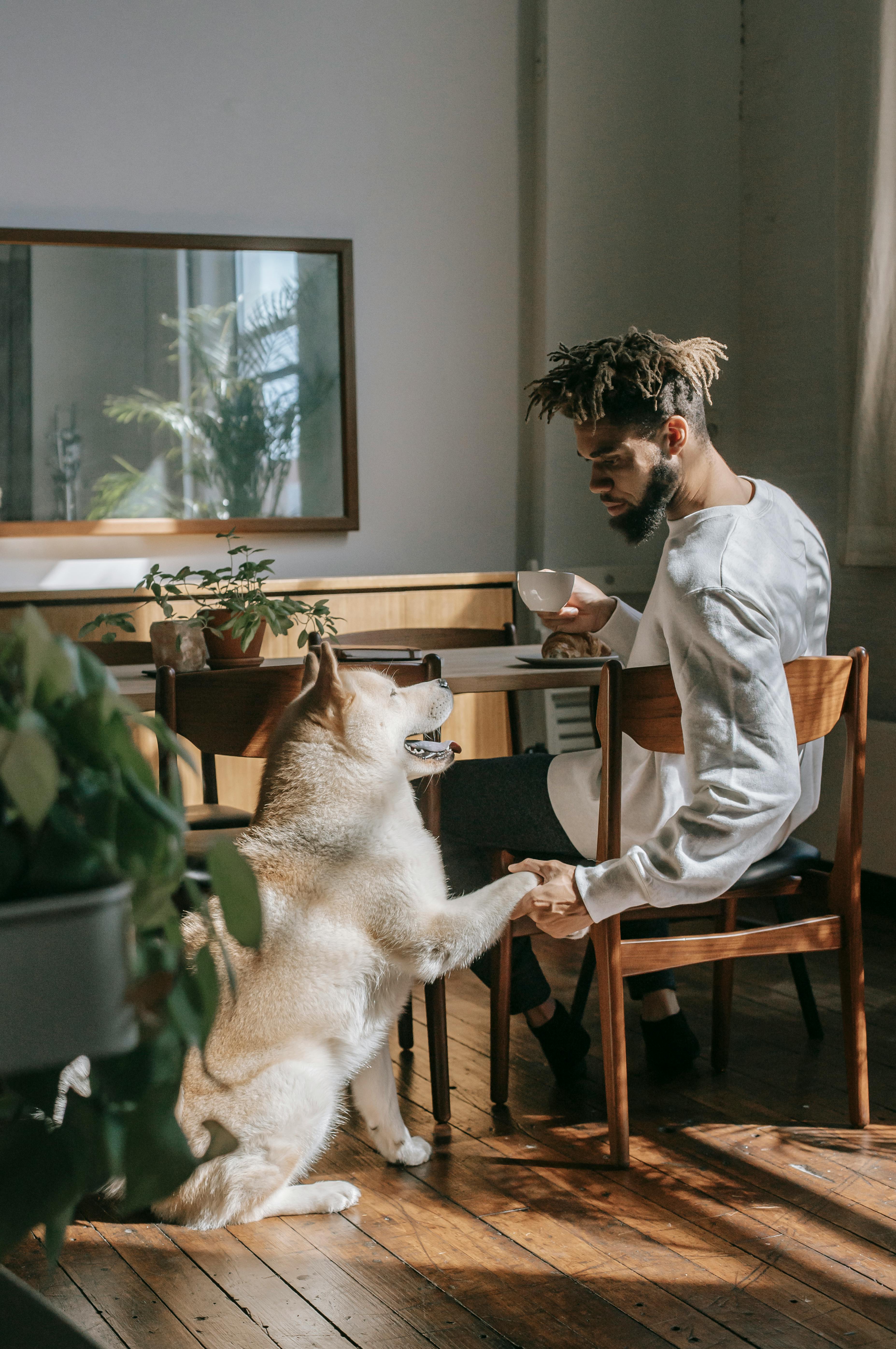 serious black man sitting at table and holding paw of akita inu