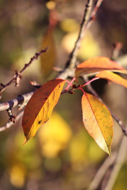 Free stock photo of autumn Stock Photo
