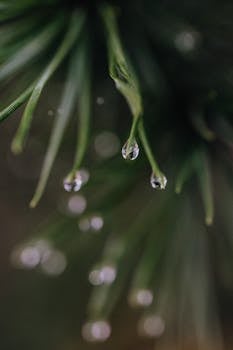 Close-up macro photograph of water droplets hanging from green pine needles, showcasing nature's detail.