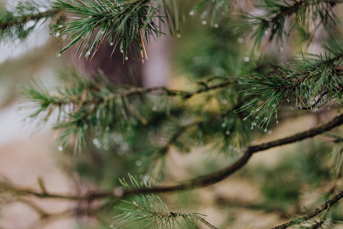 Free Green Pine Tree in Close Up Photography Stock Photo