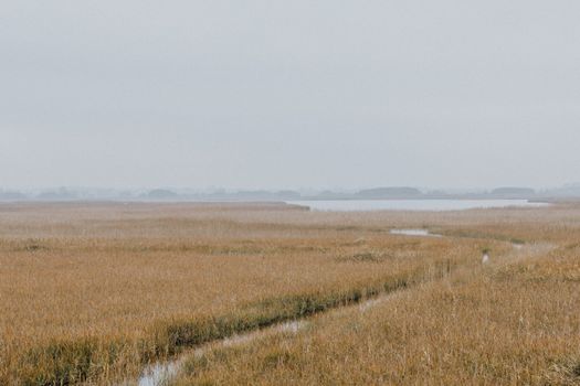 多雾的湿地地区宁静而草高，水道平缓