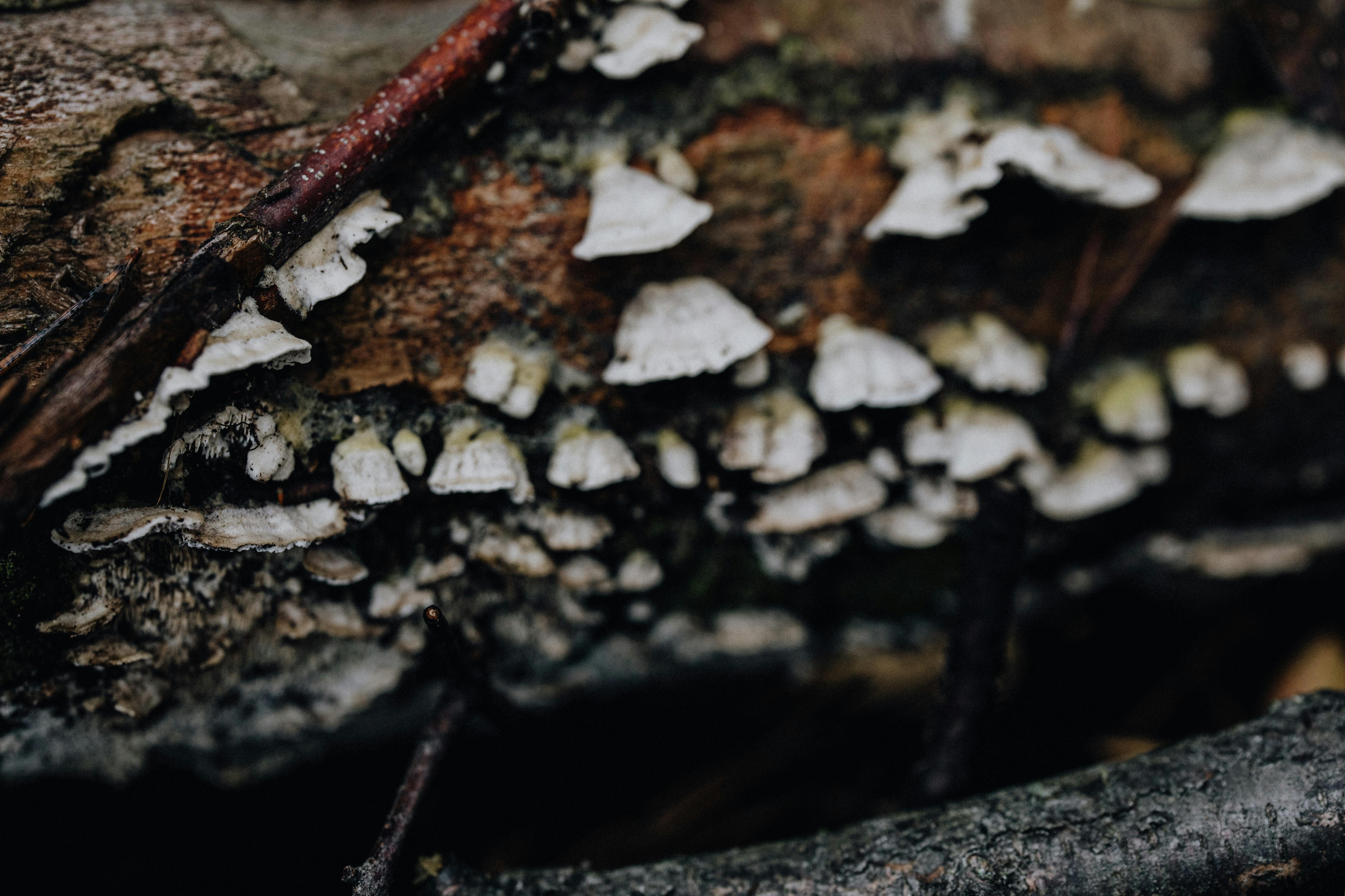 white mushrooms in close up photography