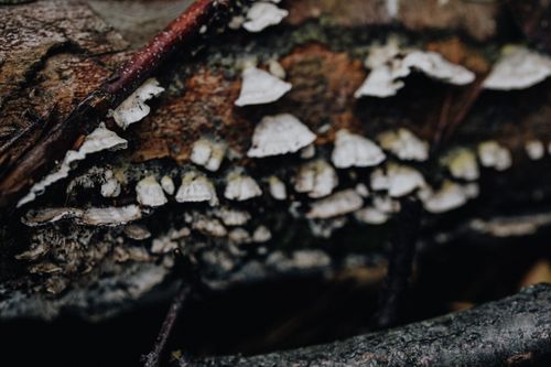 Free Detailed view of white fungi on a decaying wood log, showing natural textures. Stock Photo