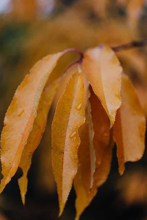 Yellow Leaves in Close Up Photography