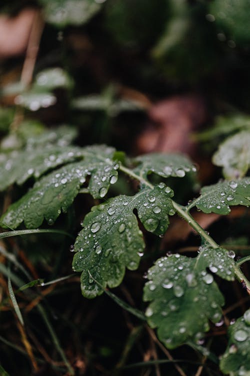 0 000 張最佳水滴相片 100 免費下載 Pexels 圖庫相片 0 000 張最佳水滴相片 100 免費下載 Pexels 圖庫相片