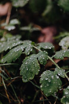 Detailed shot of green leaves covered with fresh morning dew droplets.
