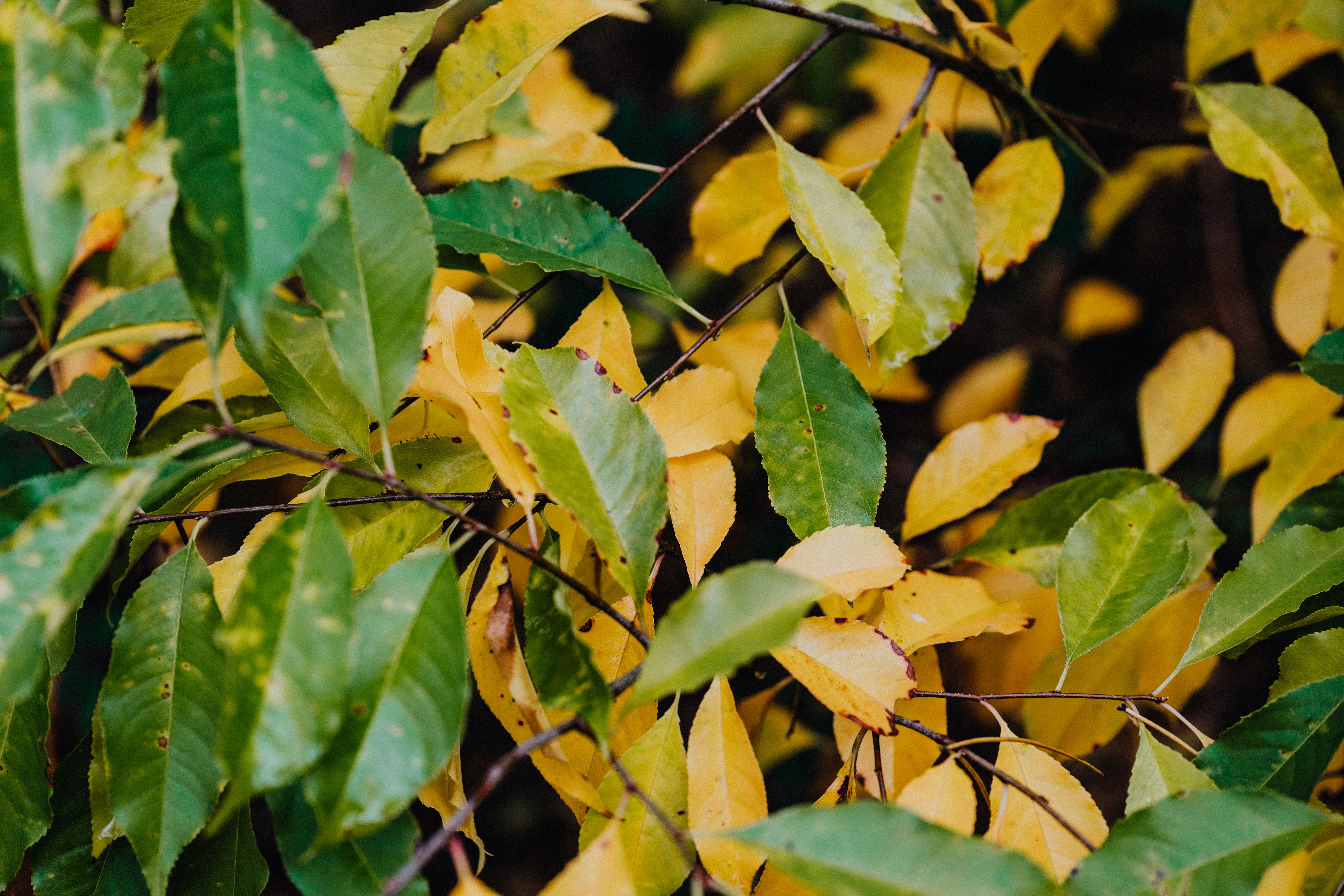 deficiency causes yellowing leaves
