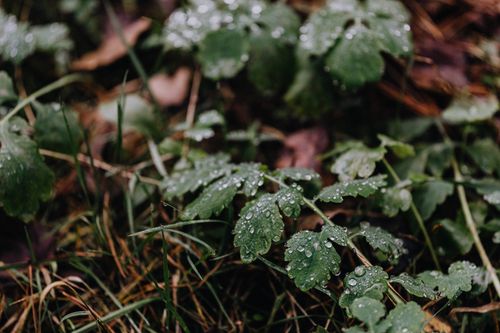 Free A detailed view of fresh green leaves with dew droplets in a natural outdoor setting. Stock Photo