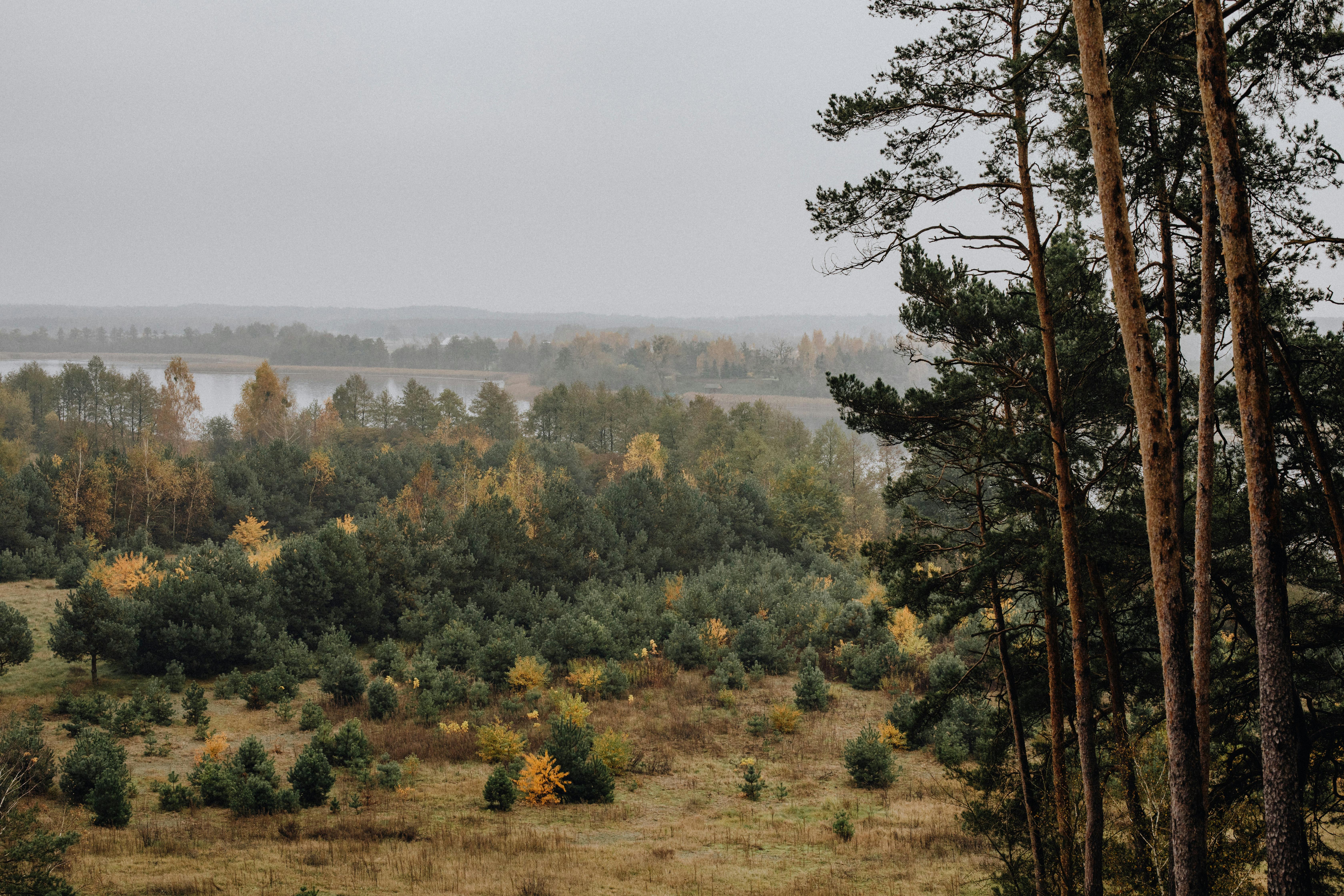 misty forest by river bank