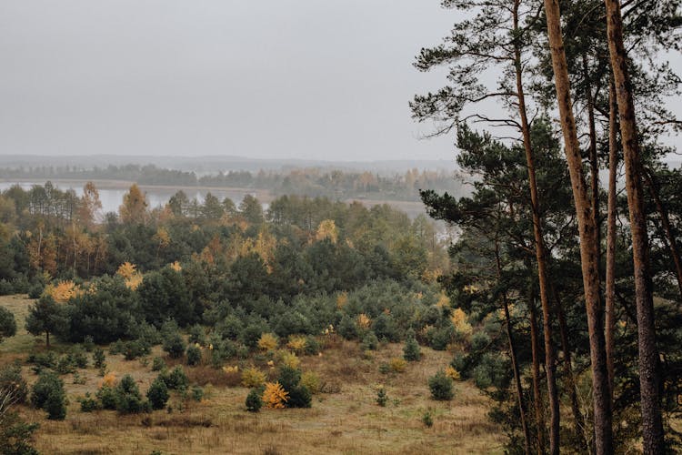 Misty Forest By River Bank