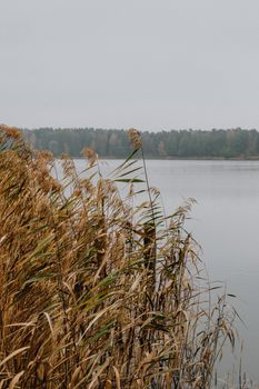 湖畔景色宁静，芦苇高耸，水面平静，尽显大自然的静谧之美
