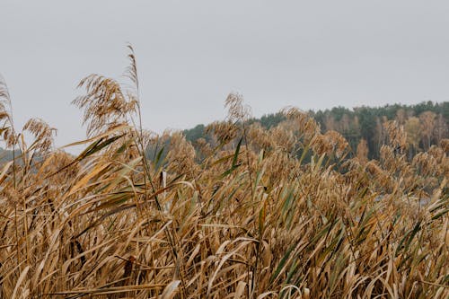 Brown Grass in Close Up Photography