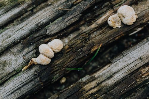Free An artistic close-up of small mushrooms growing on weathered wood for nature enthusiasts. Stock Photo