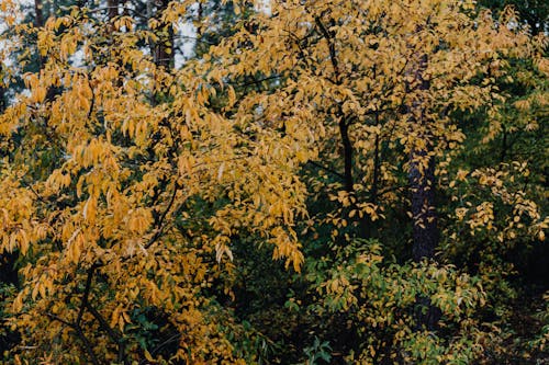 Kostenloses Stock Foto zu bäume, gelbe blätter, herbst