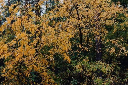 Free Vibrant display of yellow autumn leaves in a serene forest atmosphere. Stock Photo