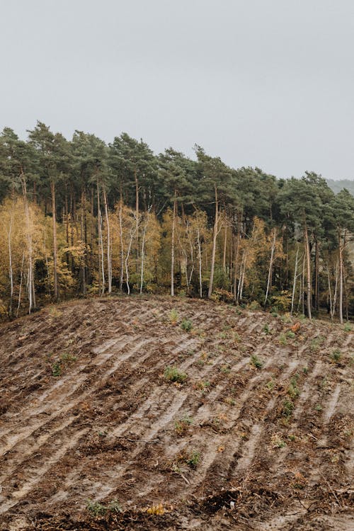 Green Trees on Brown Soil