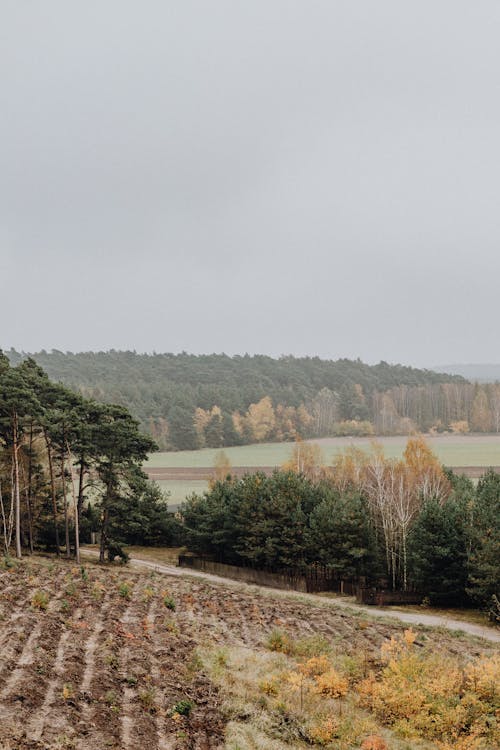 Gratis stockfoto met akkerland, bomen, landbouw