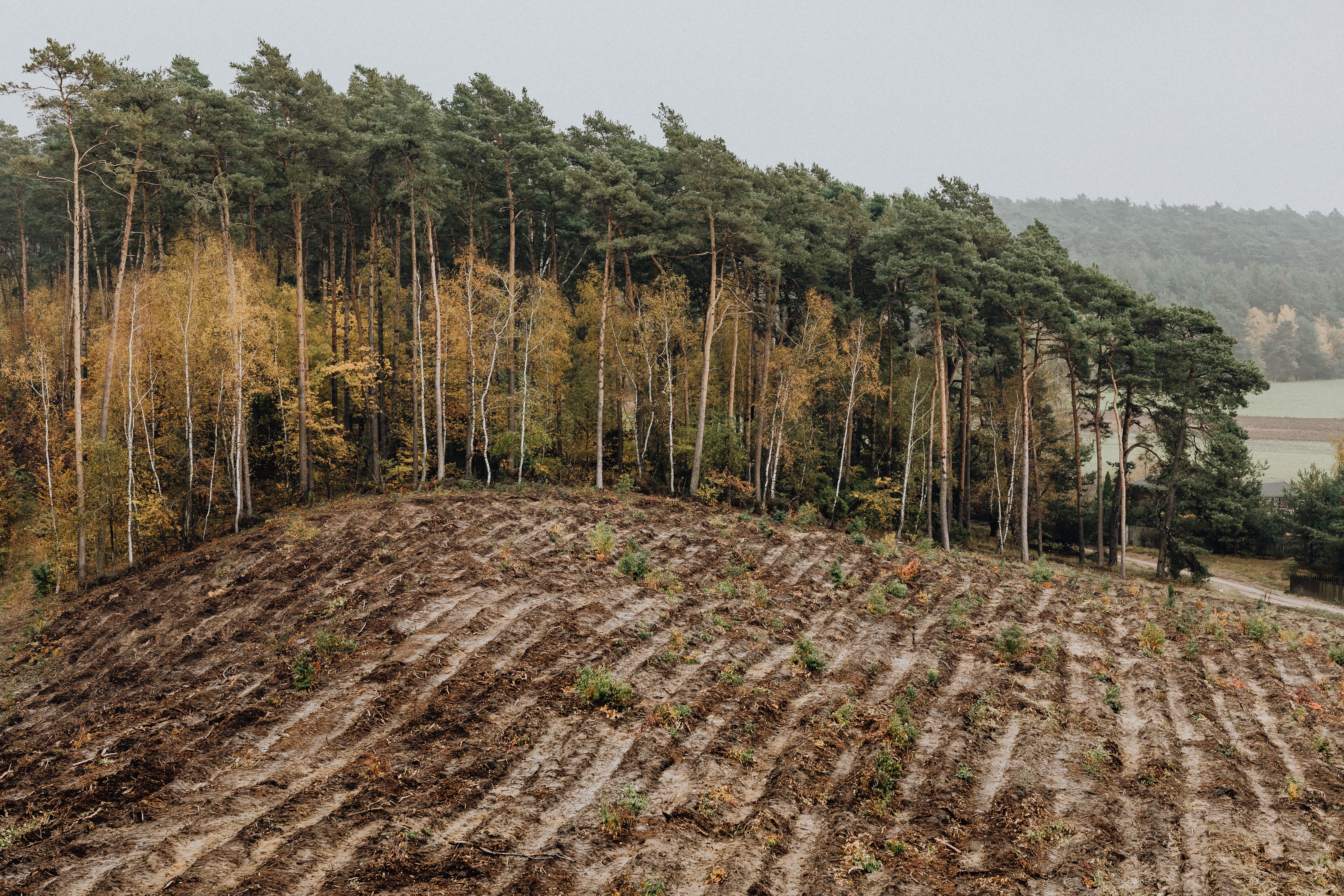 Mulch und frisch gepflegte Beete