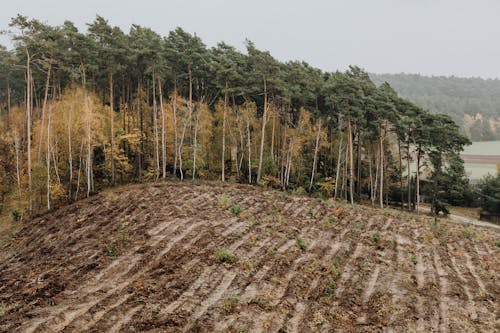 Green Trees on Brown Soil