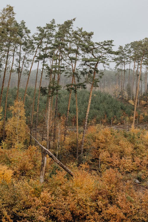 Gratis stockfoto met bomen, landelijk gebied, landschap