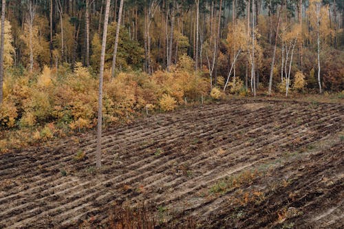 Бесплатное стоковое фото с деревья, окружающая среда, пахотная земля