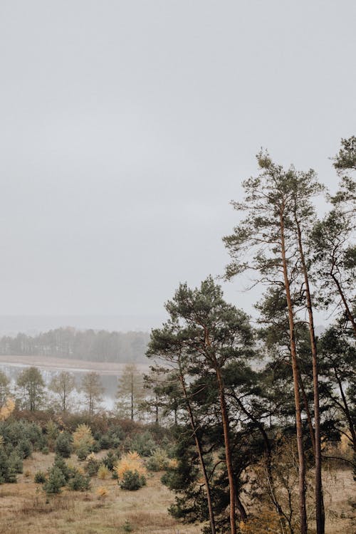 Gratis stockfoto met bomen, grauwe lucht, landelijk gebied