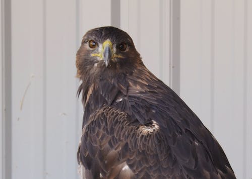 Foto d'estoc gratuïta de àguila, àliga daurada, au rapinyaire