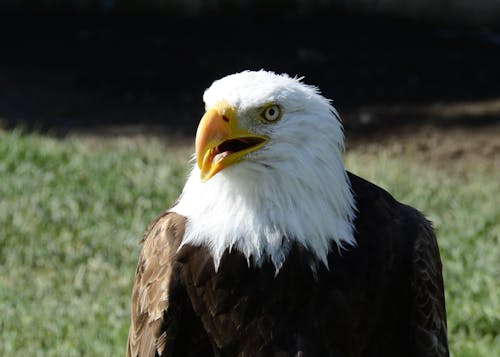 Foto d'estoc gratuïta de àguila, àguila calba, au rapinyaire