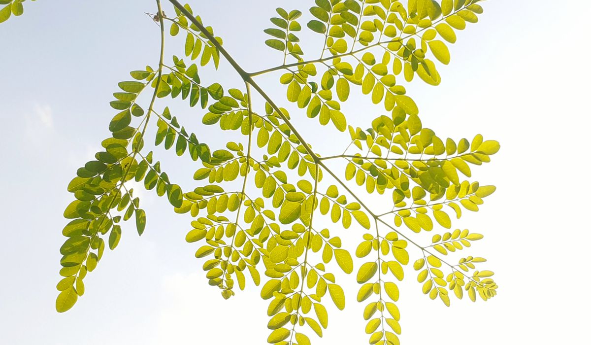 moringa image 4