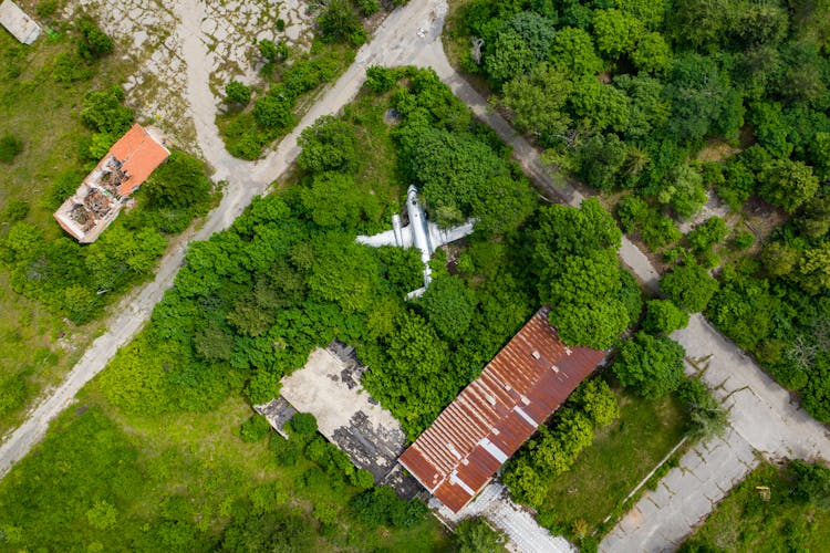 Trees Surrounding An Abandoned Aircraft