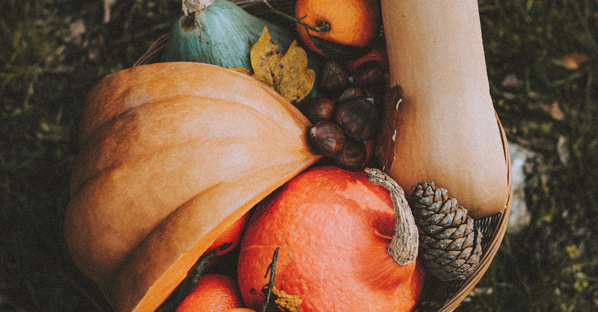 How to prevent squash bugs in your garden