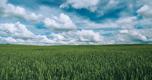 Grünes Grasfeld Unter Klarem Himmel