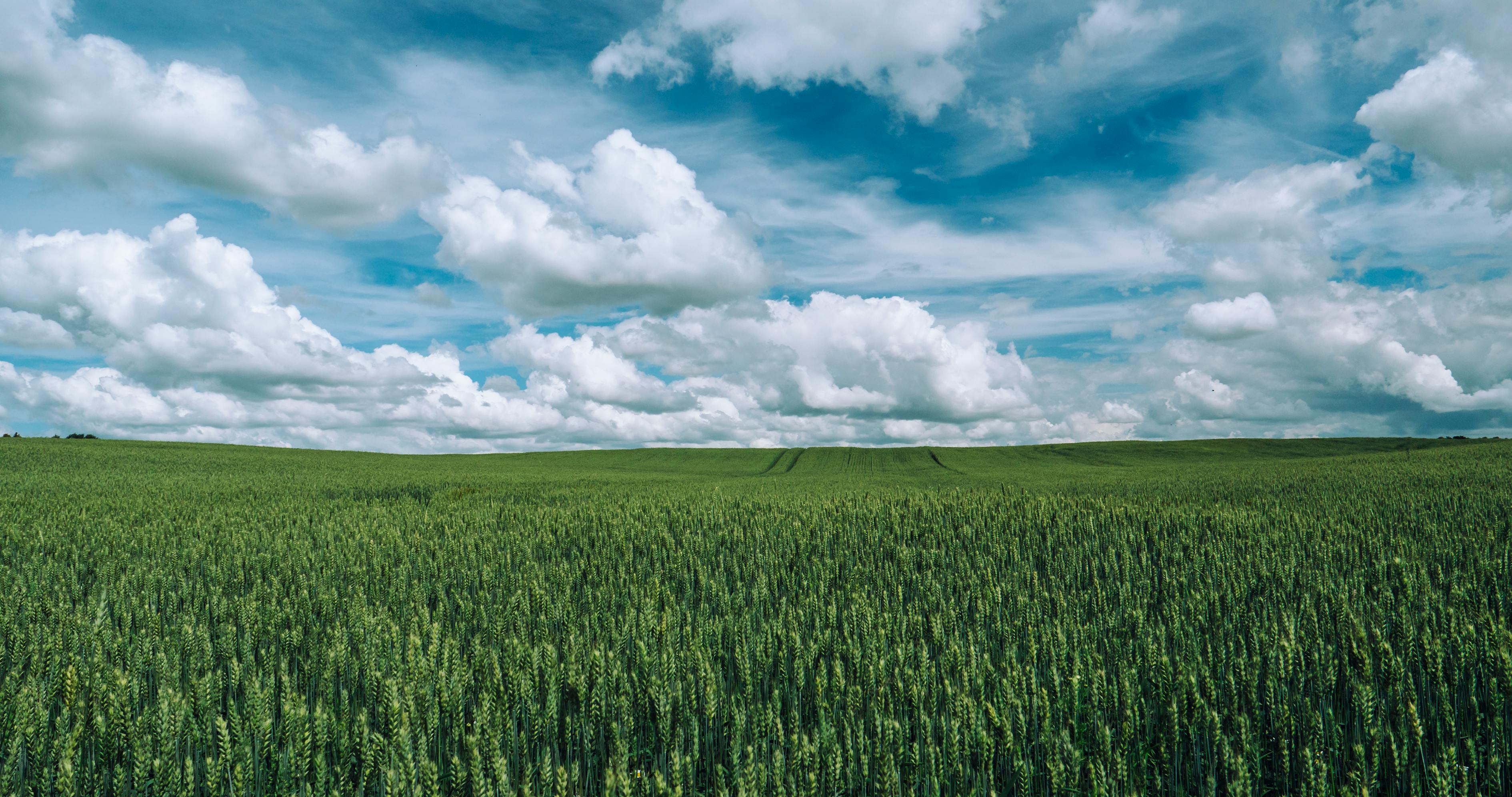 Green Grass Field Under Clear Sky · Free Stock Photo