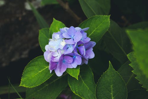 Close-up of a Purple Flower on Green Plant
