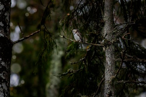A Eurasian Pygmy Owl on a Branch