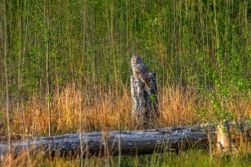 A Ural Owl in the Wild 