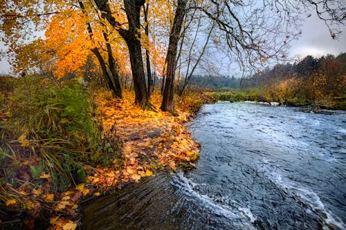 A Picturesque Stream in Autumn