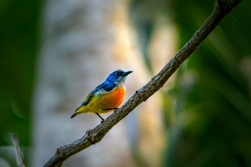 Free Vivid blue and orange bird perched on a branch in natural sunlight. Stock Photo
